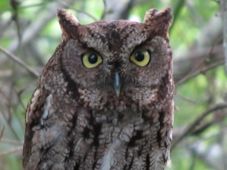 a close up po of an owl sitting on a tree