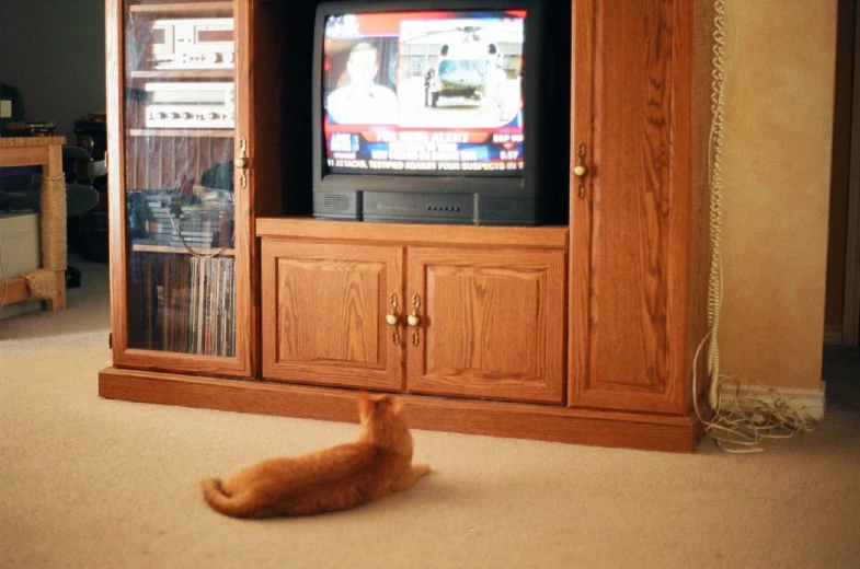 an orange cat laying on the ground near a tv