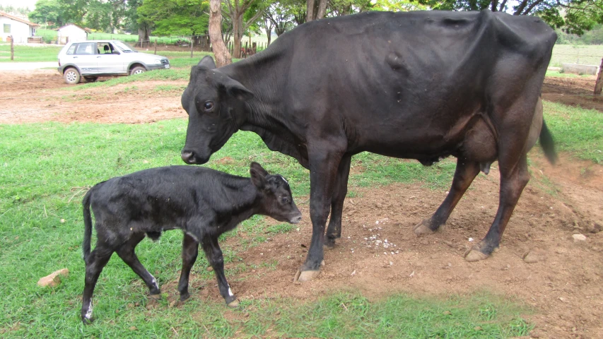 an adult cow and child are standing on the grass