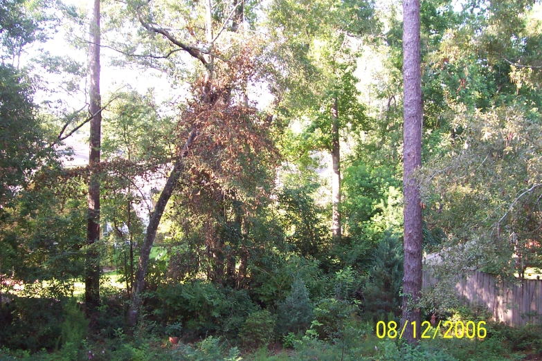 an area with grass, trees, a wooden fence and a sign on the side