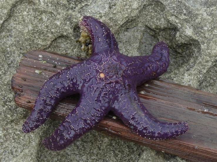 purple stuffed animal with tiny body laying on wooden plank