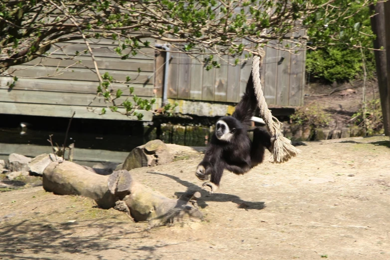 a monkey swinging on a tree limb in his habitat