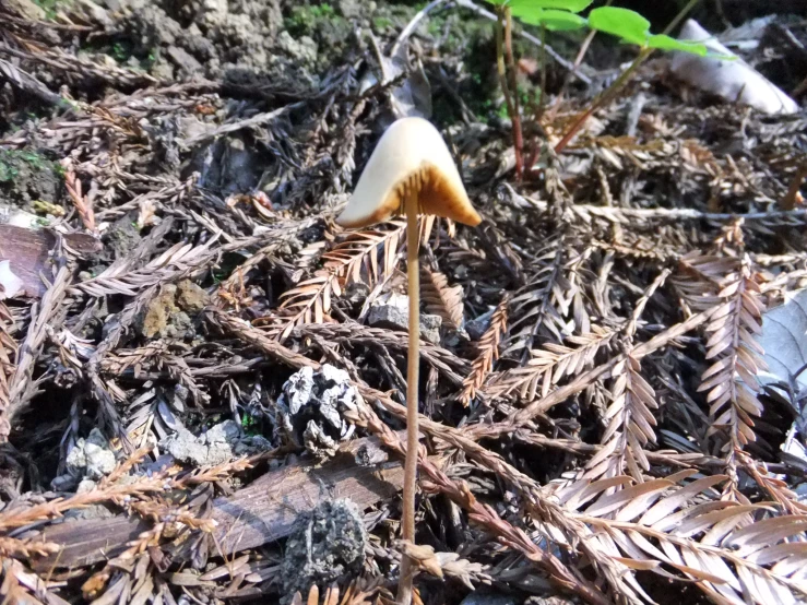 a mushroom in the ground of a forest