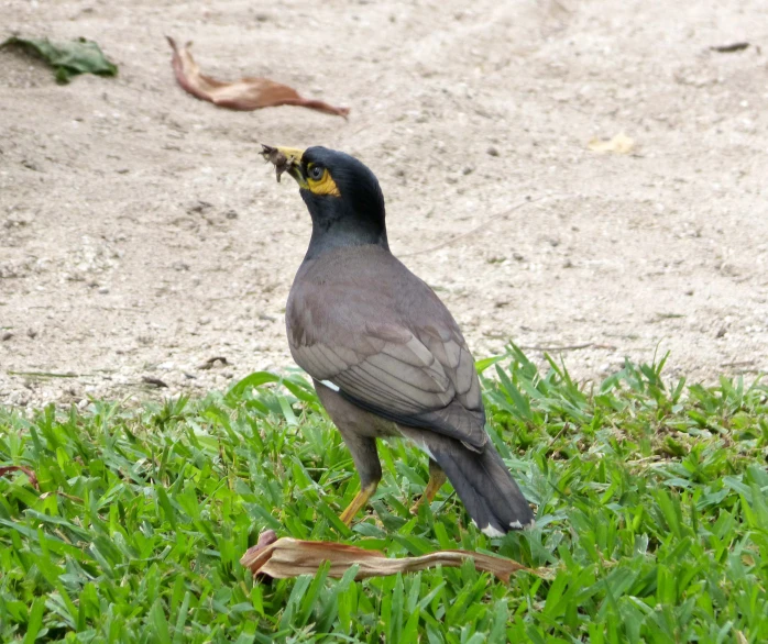 a bird stands on the grass with an insect in its mouth