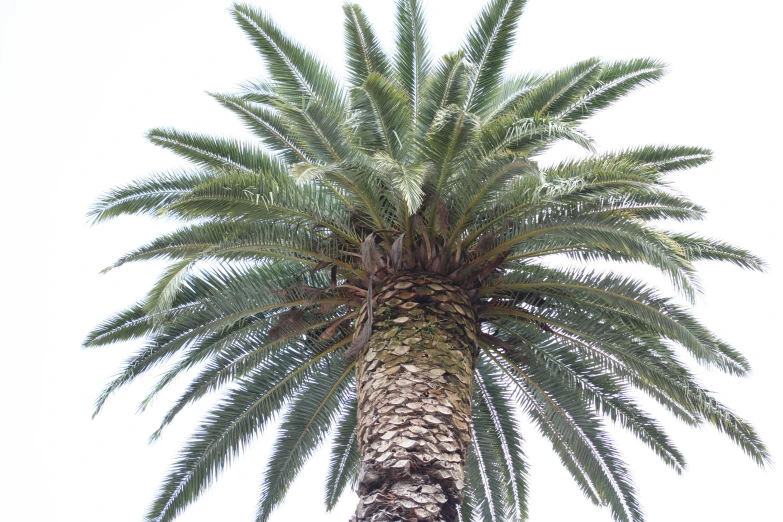 this is the top view of a palm tree