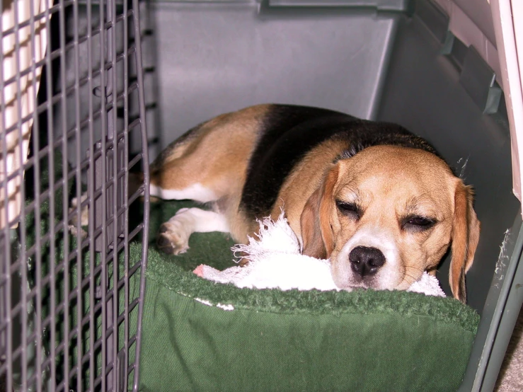 a dog lays down inside of his crate