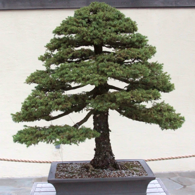 the large pine tree is in the black pot