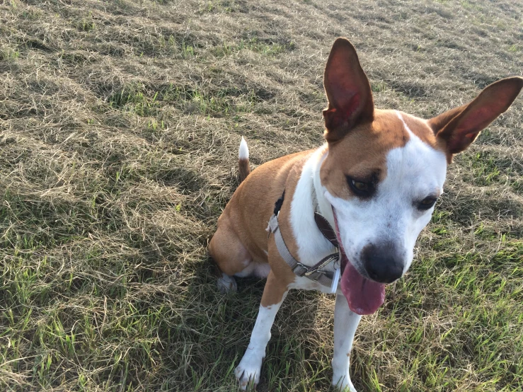 a small dog laying on top of a grass covered field