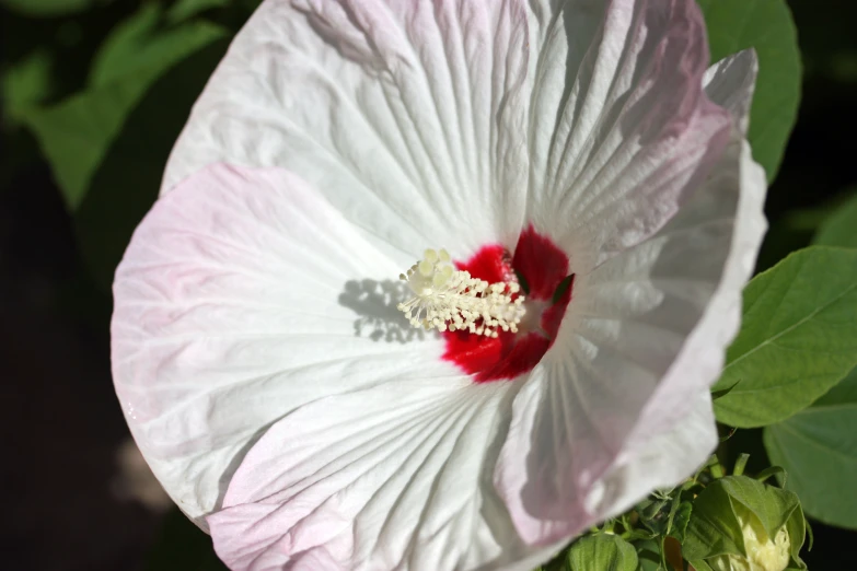 a pink flower with white and red stamens