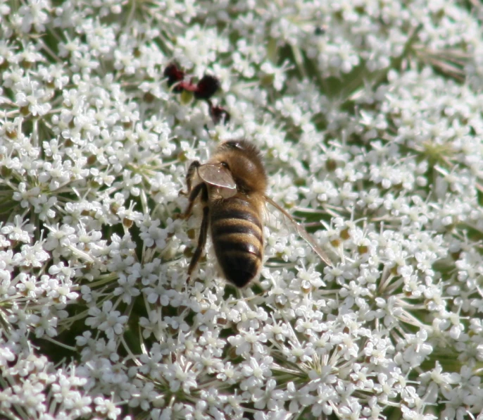 a honeybee is gathering in a sea of white flowers