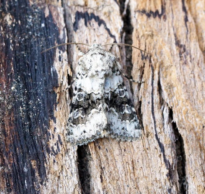 there is a white erfly that is sitting on wood