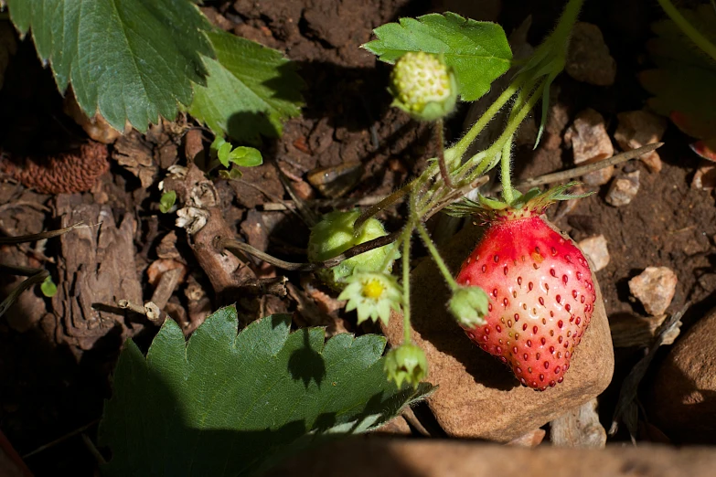 a strawberry growing on a plant in the middle of dirt