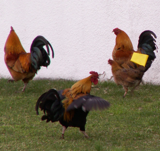 roosters in a grass field with a building in the background