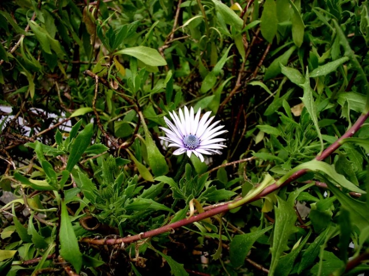 the flower is blooming very well in the grass