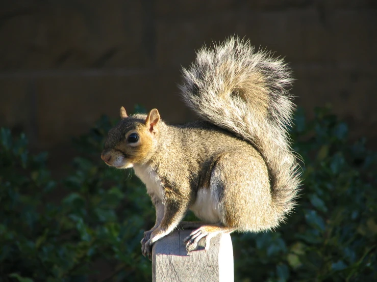 a grey squirrel with fluffy, yellow feet sitting on a concrete post