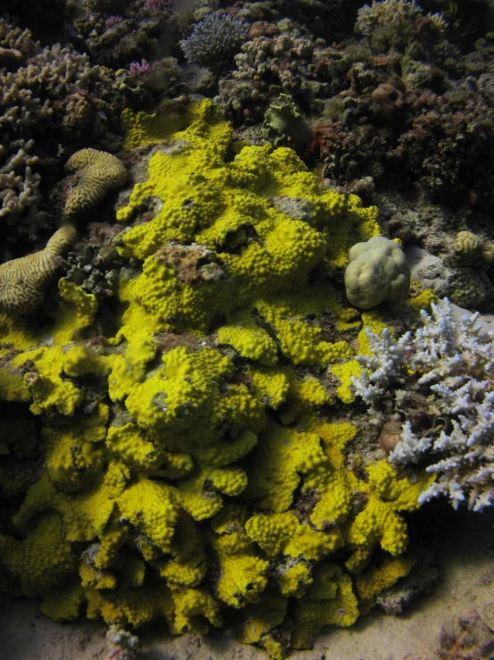 a number of small seaweed and rocks under water