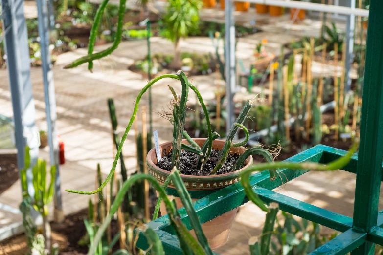 potted plants growing in a green metal planter on top of a wooden table