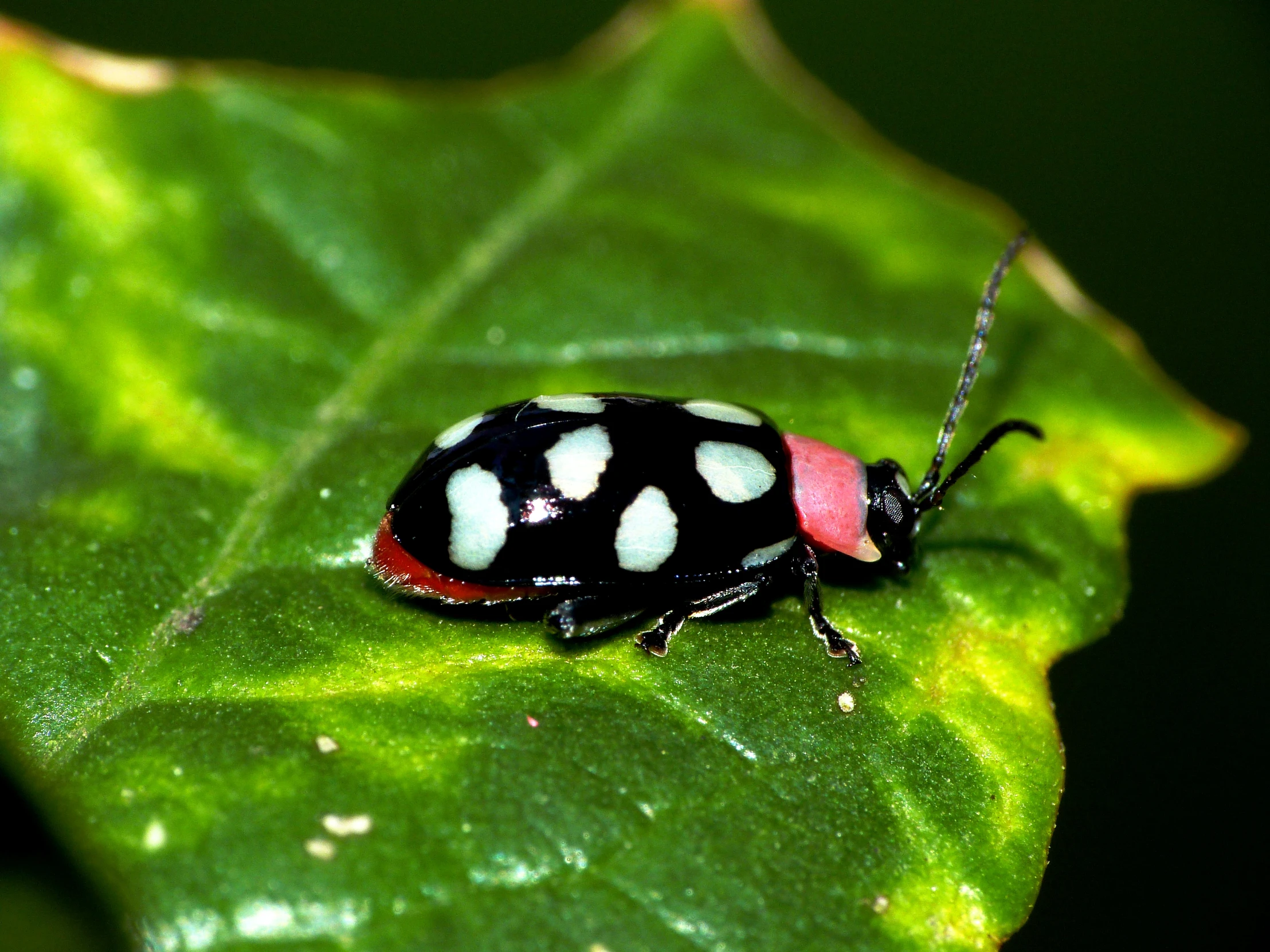 a red and black beetle is sitting on a green leaf