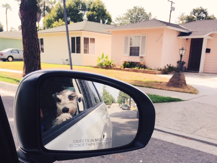 a rear view mirror with a dog in it