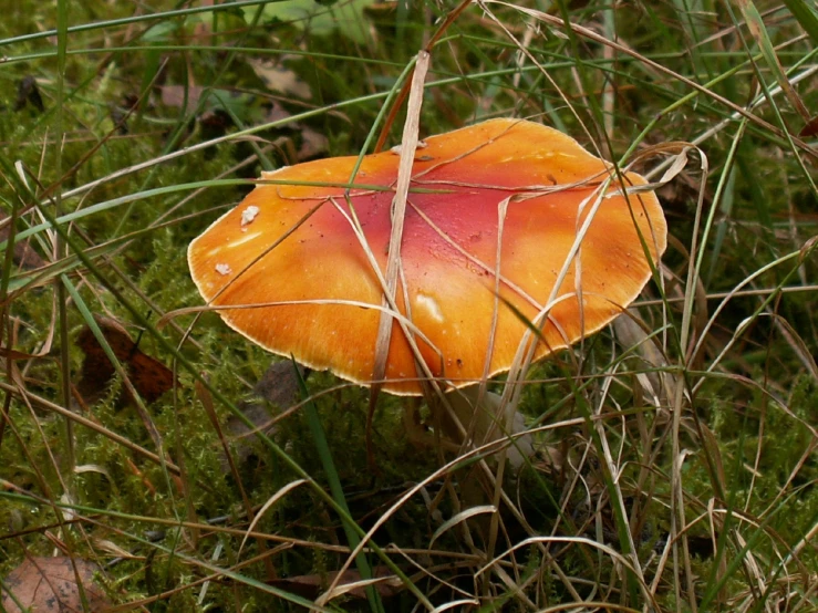 a mushroom sits in the tall grass next to a bush