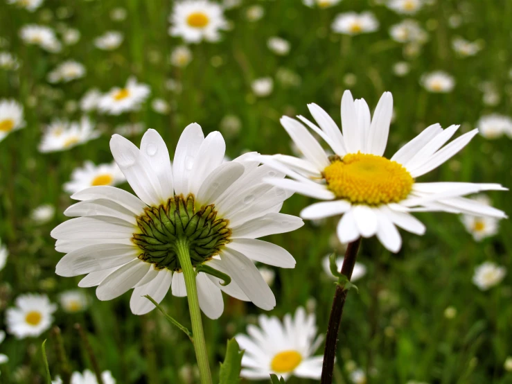 closeup of wildflowers and other flowers with large white petals