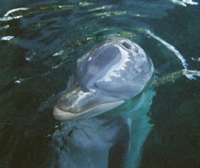 a dolphins head with it's mouth open swimming in the ocean