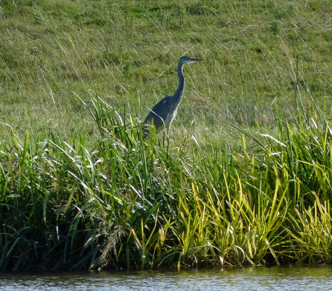 the crane is standing in the grass by the water