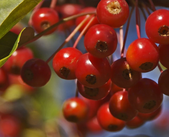 small red berries are hanging from a nch