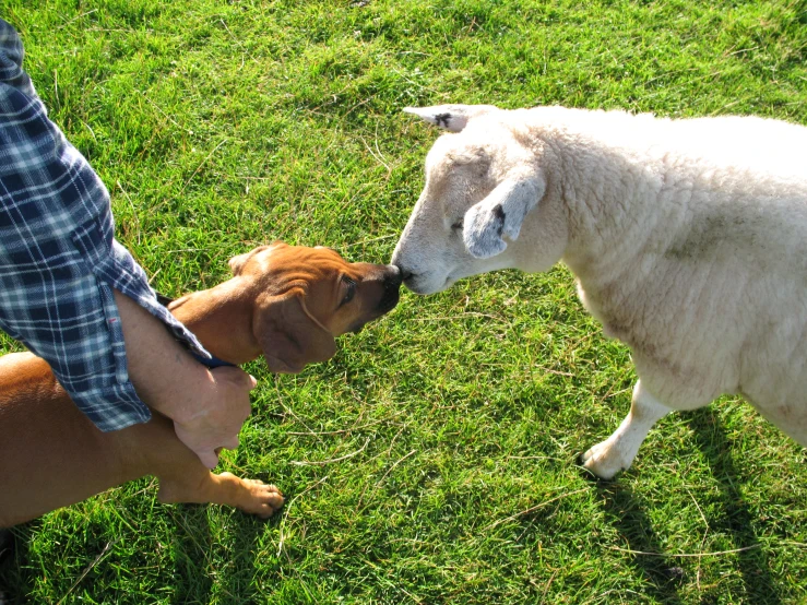 an animal is trying to wrestle someones hand