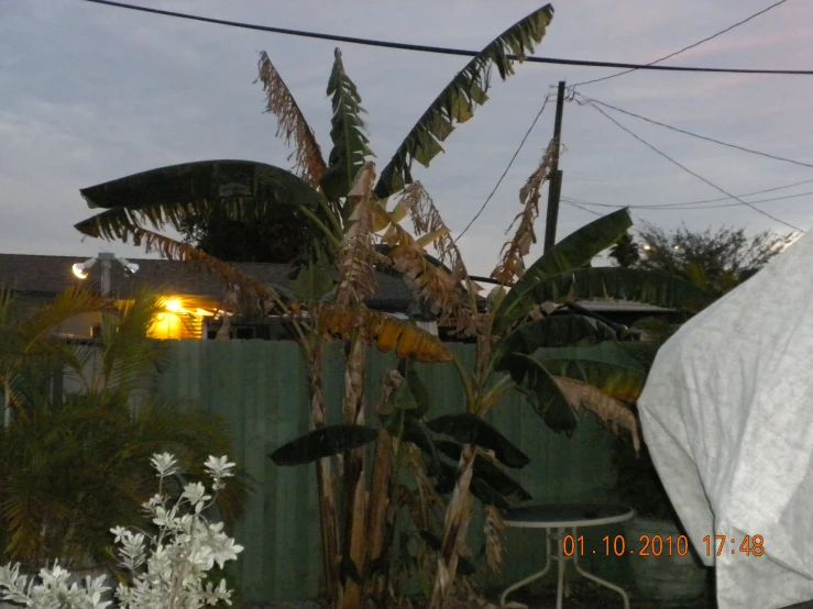 a tall stalk of plant next to a tall fence