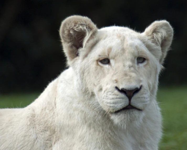 a close up of a white tiger in a grassy field