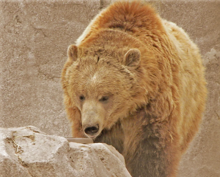 a brown bear standing next to some rocks