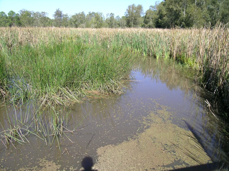 a muddy creek flowing into a forest near a grass covered field