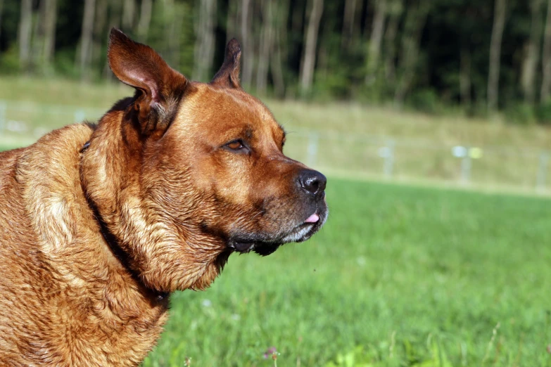 a close up of a brown dog in a grassy field