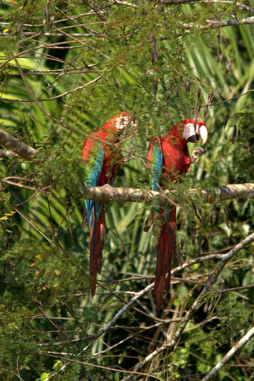 two colorful parrots sitting on tree nches looking at soing