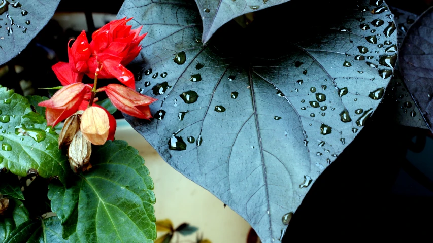 a flower sitting on top of two leaves on a plant