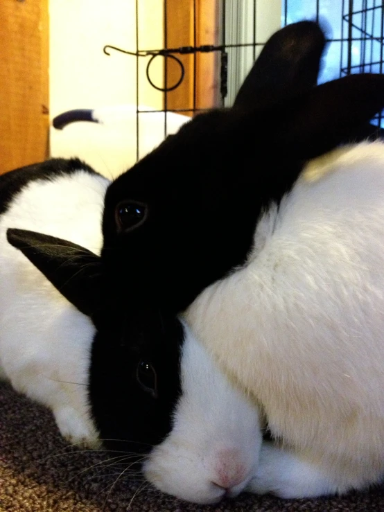 a couple of rabbits are inside of a cage