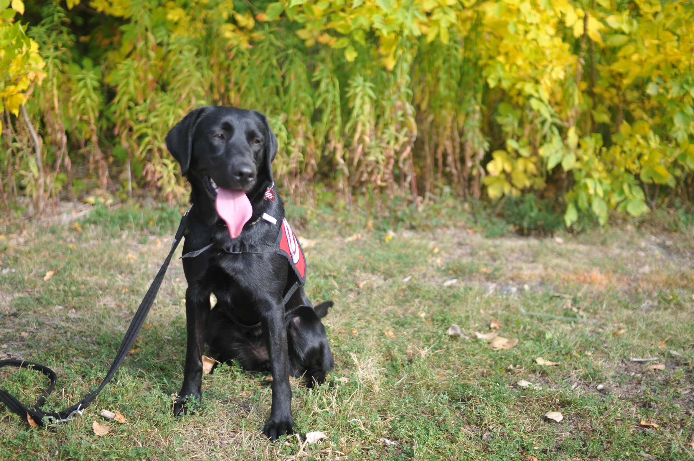 a dog sitting on top of a lush green field