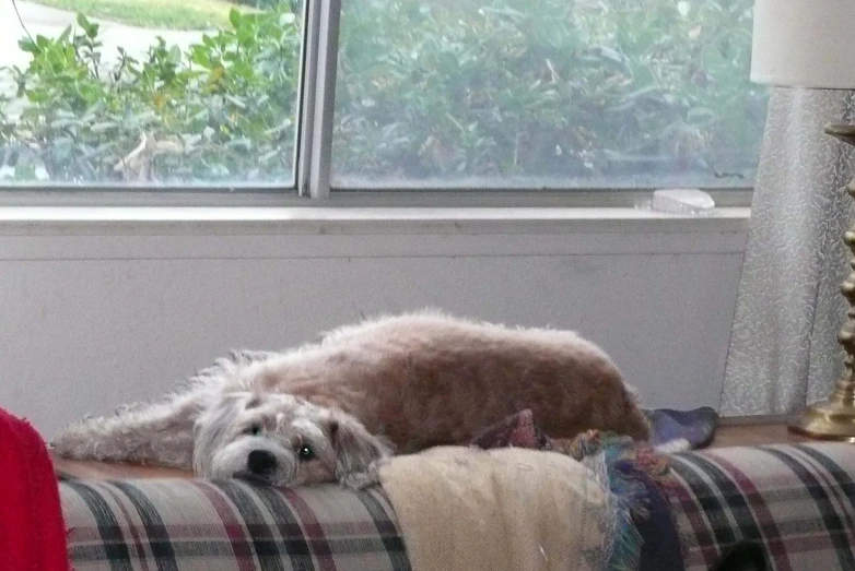 a dog sleeping on top of a plaid couch