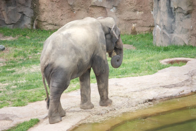 an elephant is walking in the grassy area