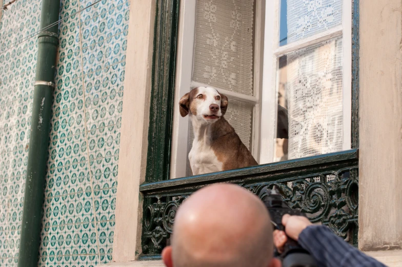 a dog that is sitting on a window sill