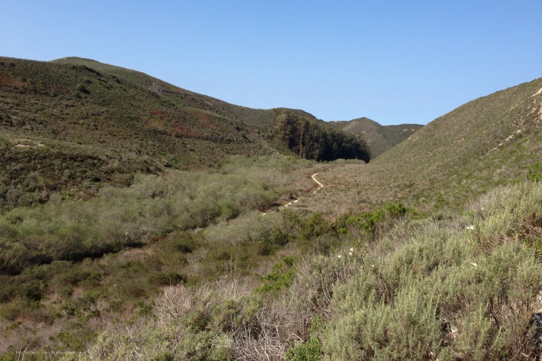 a very steep grassy hill surrounded by many trees