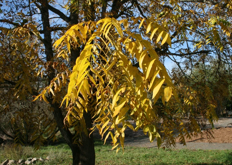 yellow leaves on the tree in the sun