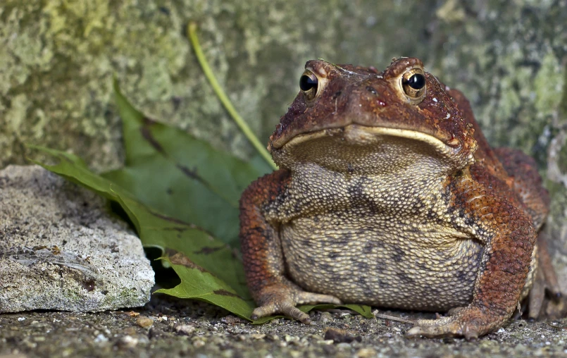 a frog that is sitting on the ground