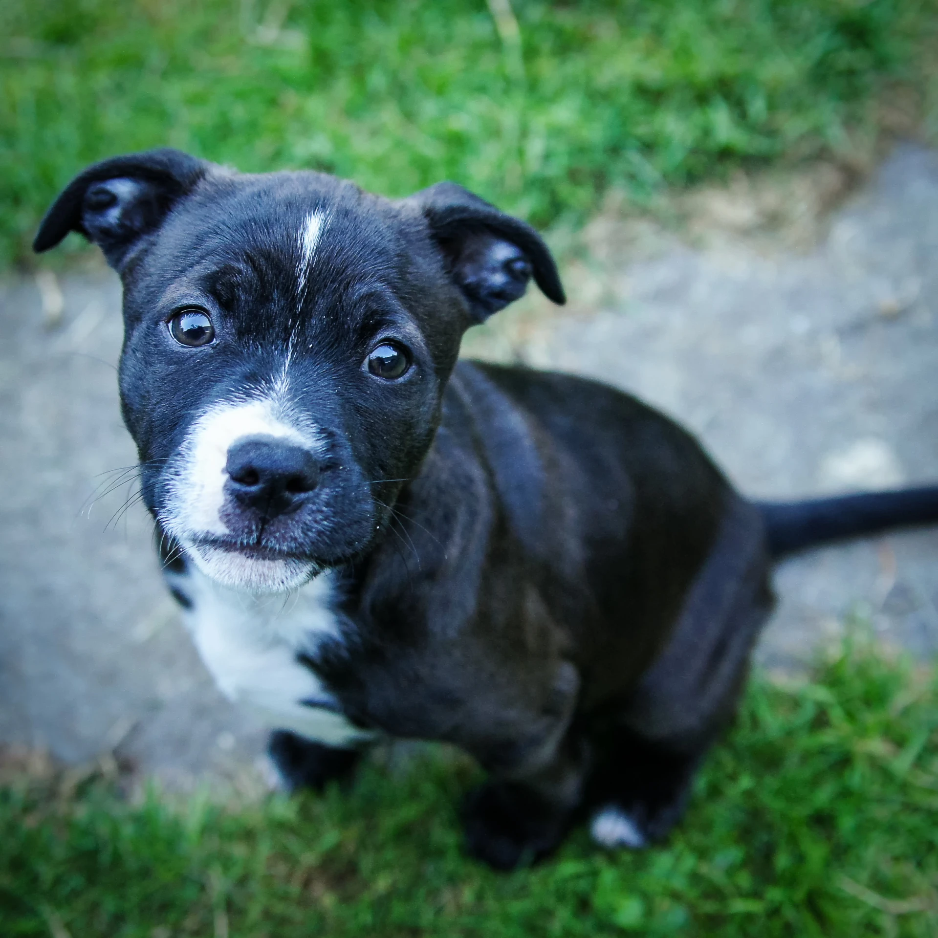 a black and white puppy standing on top of a green field