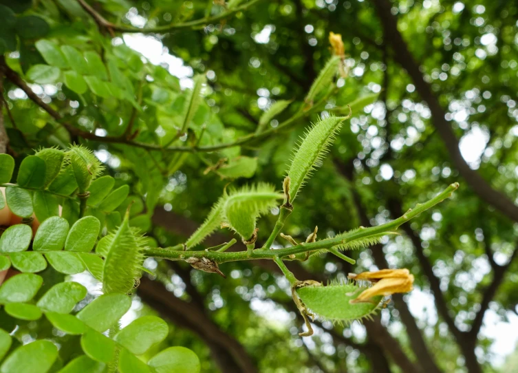an insect sitting on a green leafy tree nch