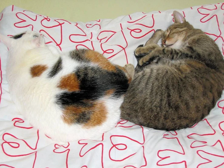 two cats sleeping on a white, red and pink bed spread