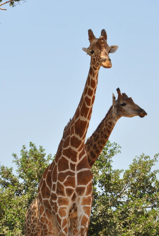 two giraffes are standing together looking at the camera