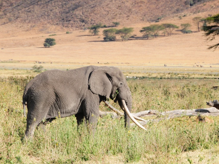 an elephant is walking across some grass with another elephant