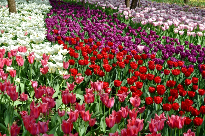 rows of colorful flowers are lined up in the ground